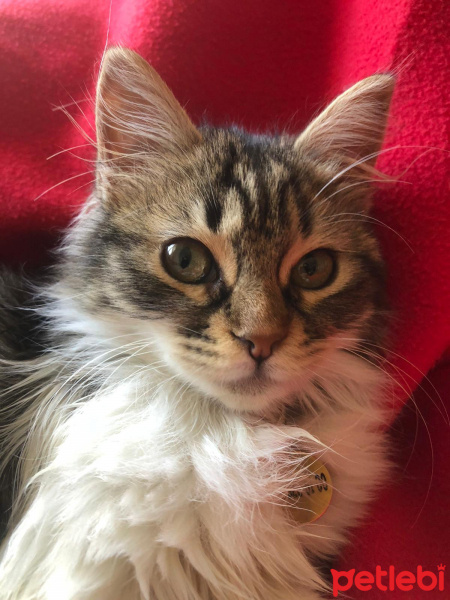 Tekir Kedi, Kedi  PÜSKÜL fotoğrafı