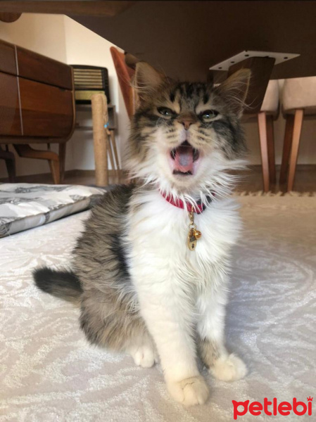 Tekir Kedi, Kedi  PÜSKÜL fotoğrafı