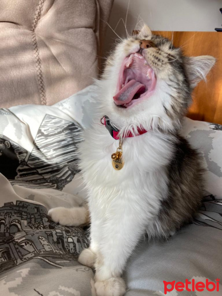 Tekir Kedi, Kedi  PÜSKÜL fotoğrafı