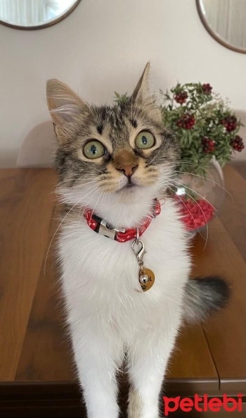 Tekir Kedi, Kedi  PÜSKÜL fotoğrafı