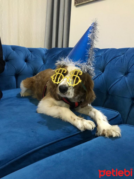 King Charles Spaniel, Köpek  İzmir fotoğrafı