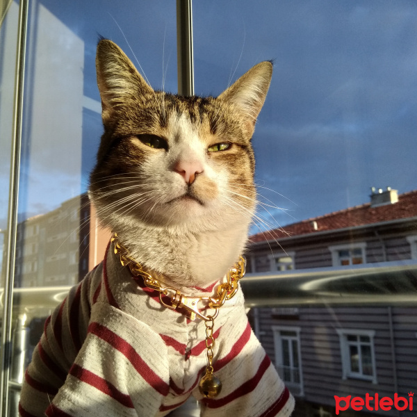 Tekir Kedi, Kedi  paşa fotoğrafı