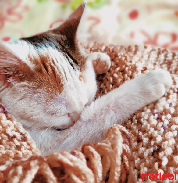 Tekir Kedi, Kedi  Sultan fotoğrafı