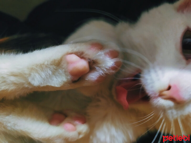 Tekir Kedi, Kedi  Sultan fotoğrafı