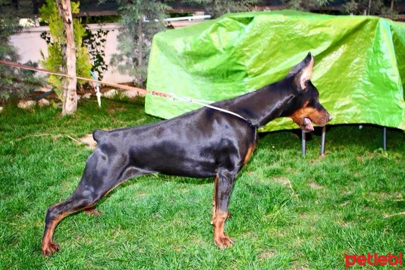 Doberman Pinscher, Köpek  bianca fotoğrafı