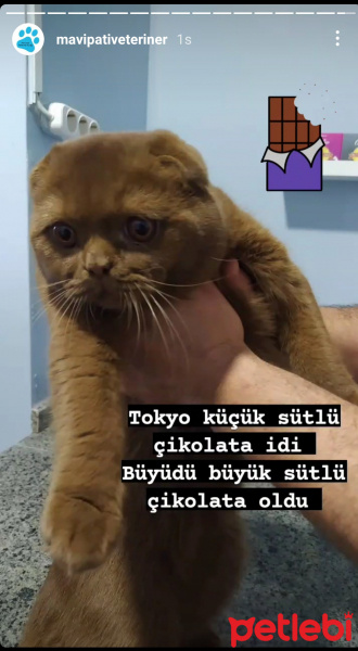 Scottish Fold, Kedi  Tokyo fotoğrafı