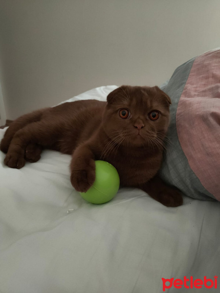 Scottish Fold, Kedi  Tokyo fotoğrafı