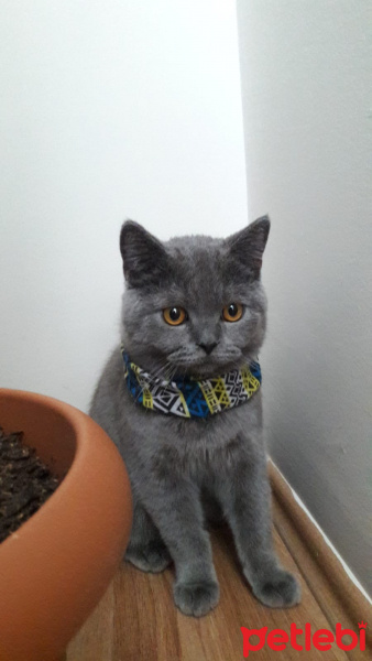 British Shorthair, Kedi  Duman fotoğrafı