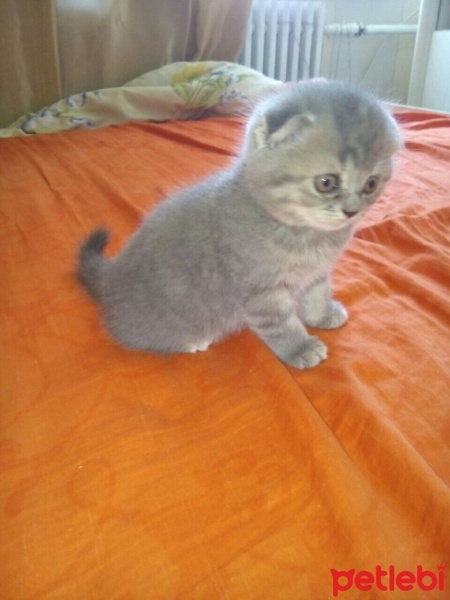 Scottish Fold, Kedi  .. fotoğrafı