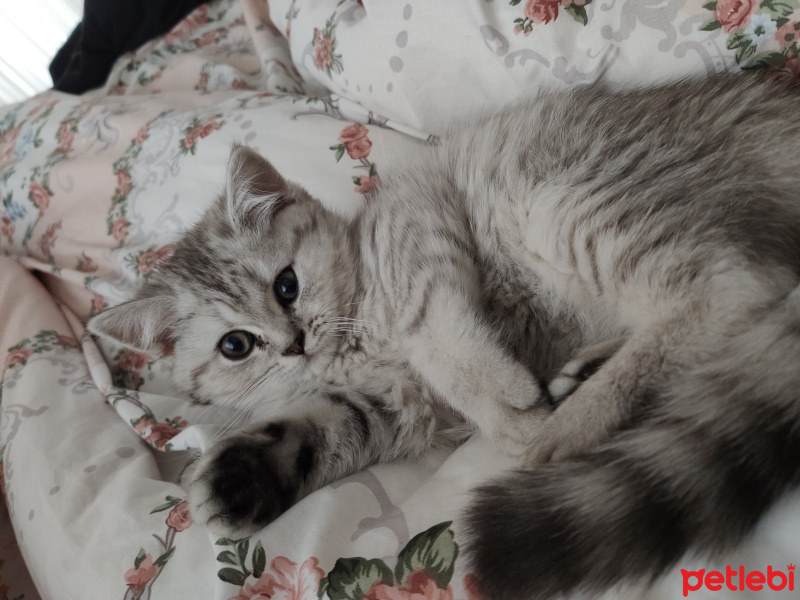 British Shorthair, Kedi  Ponpon fotoğrafı