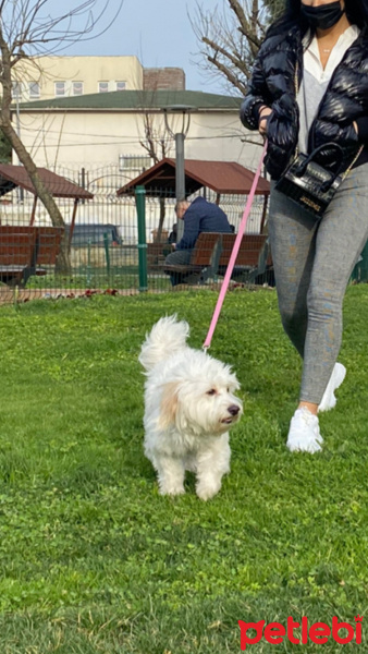 Yorkshire Terrier, Köpek  Kusi fotoğrafı