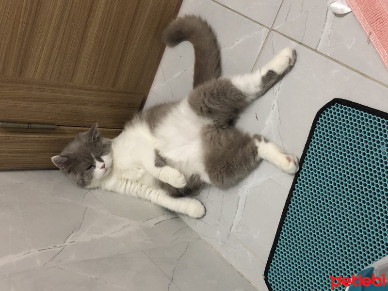 British Shorthair, Kedi  Puding fotoğrafı