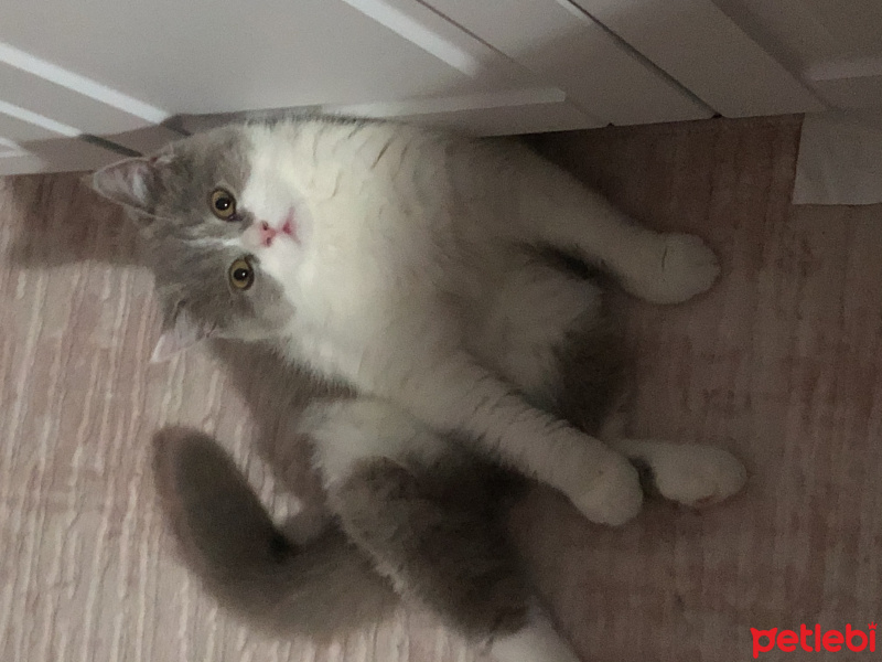 British Shorthair, Kedi  Puding fotoğrafı