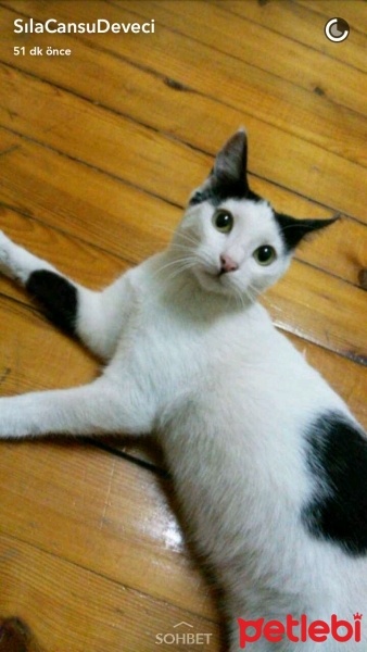 Tekir Kedi, Kedi  Bira fotoğrafı
