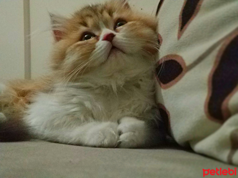 British Shorthair, Kedi  Tarçın fotoğrafı