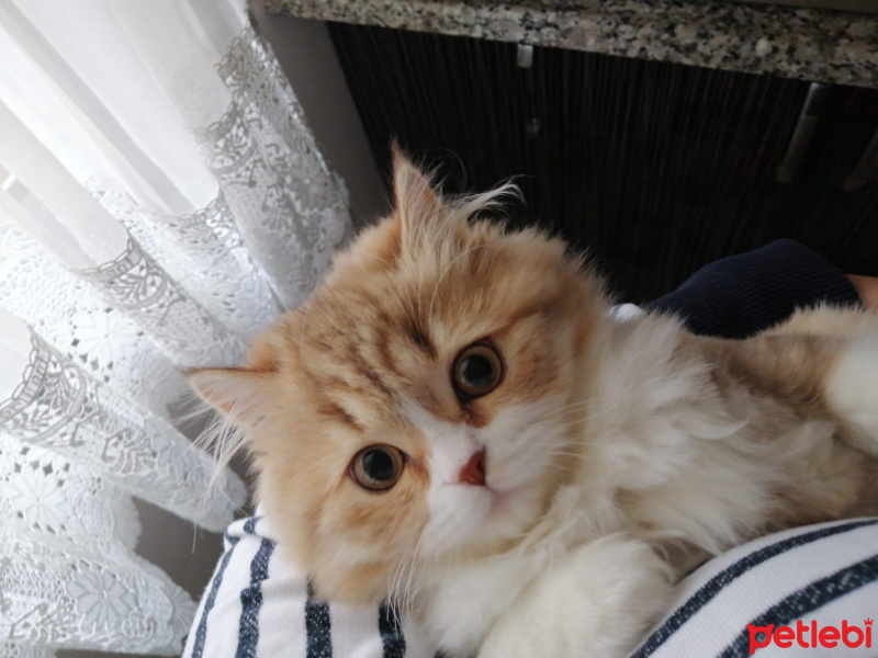 British Shorthair, Kedi  Tarçın fotoğrafı