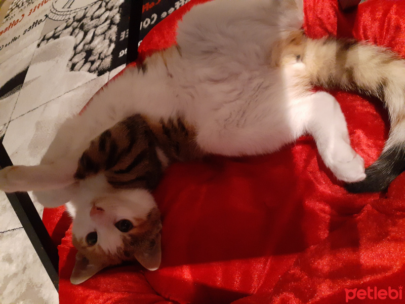 Tekir Kedi, Kedi  Luna fotoğrafı