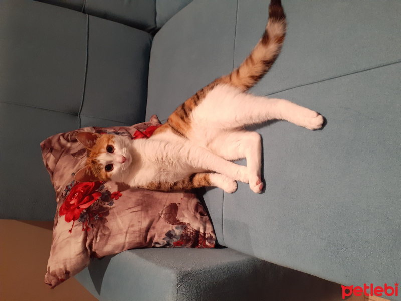 Tekir Kedi, Kedi  Luna fotoğrafı