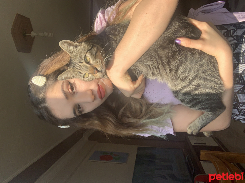 Tekir Kedi, Kedi  lucky fotoğrafı