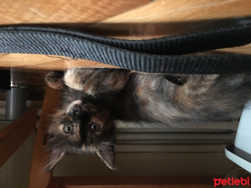 Tekir Kedi, Kedi  Aya fotoğrafı