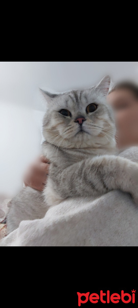 British Shorthair, Kedi  Teo fotoğrafı