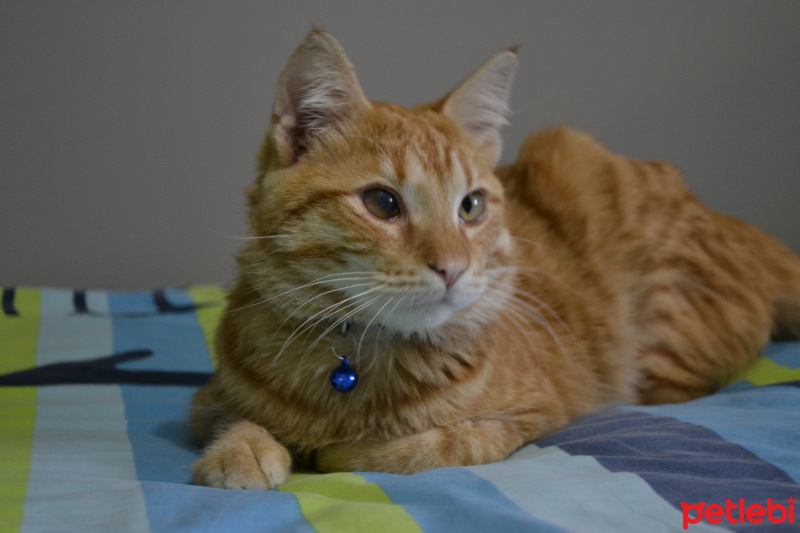 Sarman, Kedi  Kuzey fotoğrafı