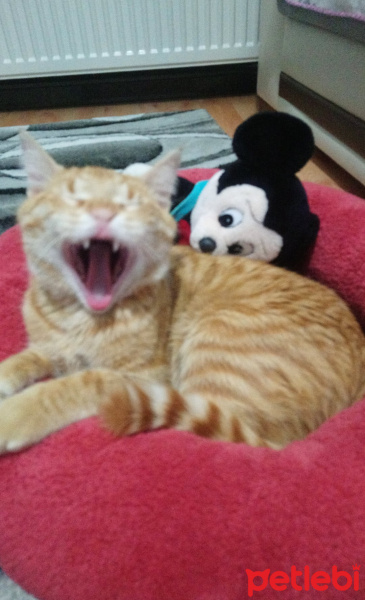 Sarman, Kedi  Kuzey fotoğrafı