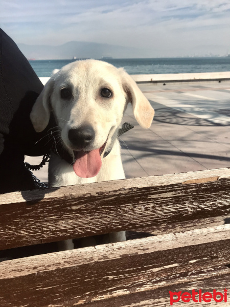 Labrador Retriever, Köpek  Şanslı fotoğrafı