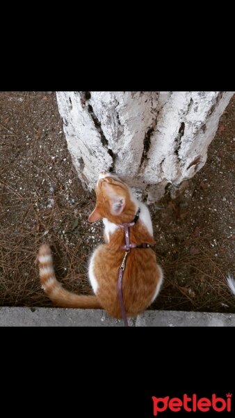 Tekir Kedi, Kedi  hardal fotoğrafı