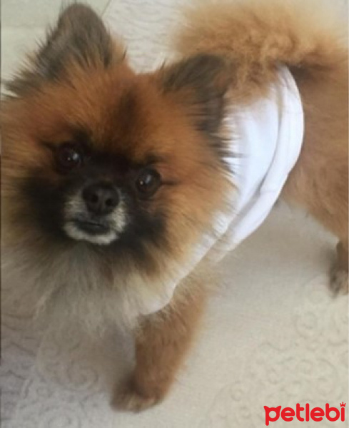 Pomeranyalı, Köpek  Shot fotoğrafı