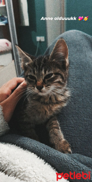 Tekir Kedi, Kedi  Minnoş fotoğrafı