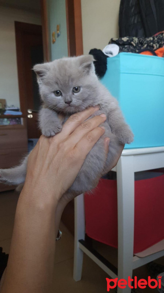 Scottish Fold, Kedi  Lila fotoğrafı