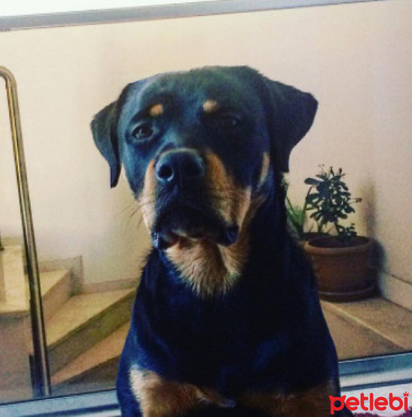 Rottweiler, Köpek  Gölge fotoğrafı
