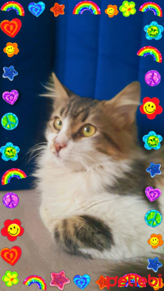 Norwegian Forest, Kedi  Murphy fotoğrafı