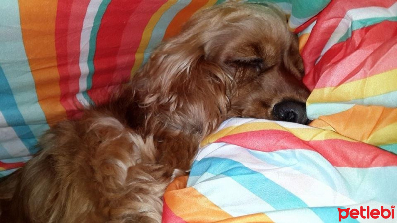 İngiliz Cocker Spaniel, Köpek  Betty fotoğrafı