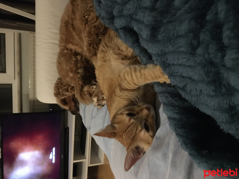 Sarman, Kedi  Nazlı fotoğrafı