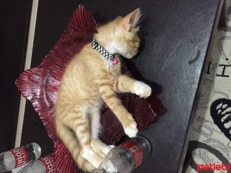 Tekir Kedi, Kedi  Paşa fotoğrafı