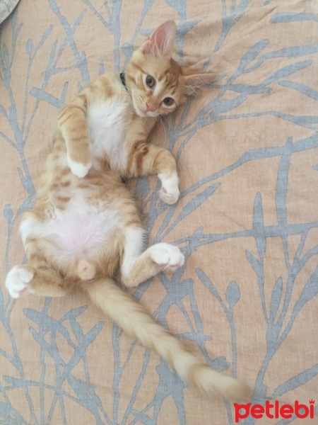 Tekir Kedi, Kedi  Paşa fotoğrafı
