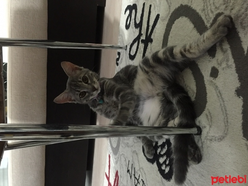 Tekir Kedi, Kedi  Paşa fotoğrafı