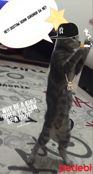 Tekir Kedi, Kedi  Paşa fotoğrafı