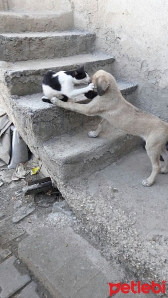 Tekir Kedi, Kedi  Paşa fotoğrafı