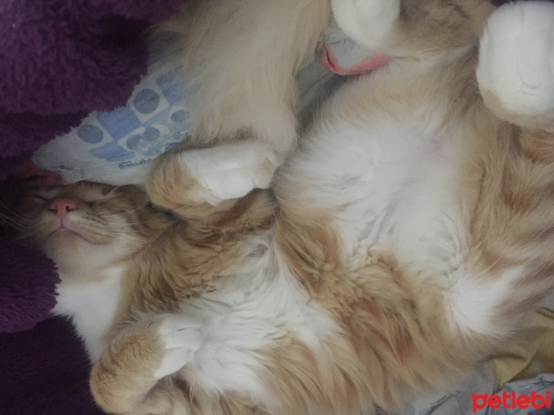 Tekir Kedi, Kedi  Paşa fotoğrafı
