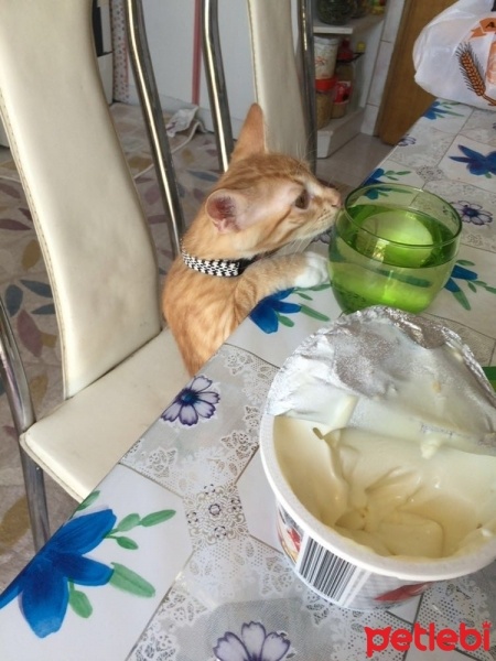Tekir Kedi, Kedi  Paşa fotoğrafı