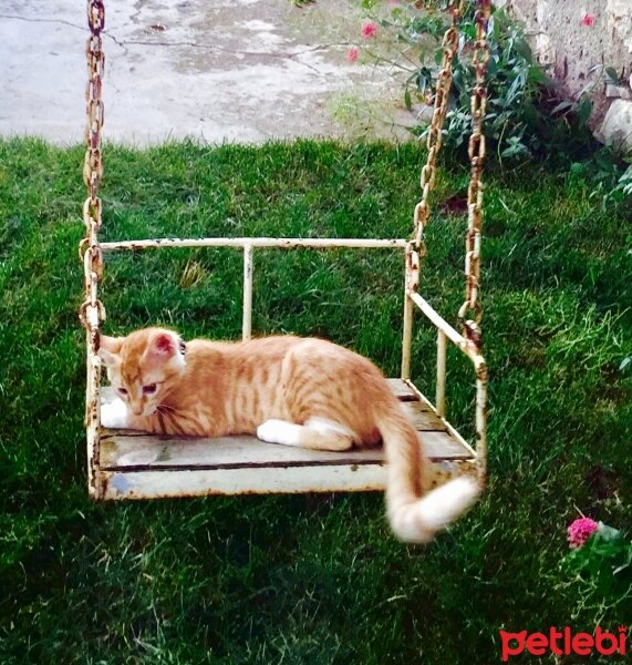 Tekir Kedi, Kedi  Paşa fotoğrafı