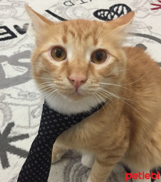 Tekir Kedi, Kedi  Paşa fotoğrafı