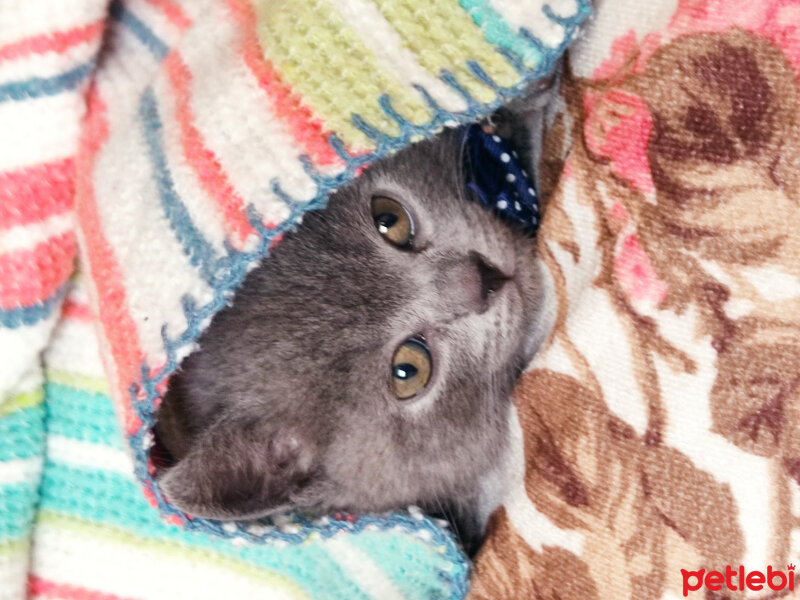 British Shorthair, Kedi  Pars fotoğrafı