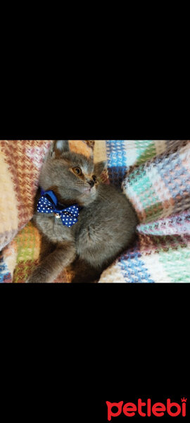 British Shorthair, Kedi  Pars fotoğrafı