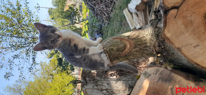 Tekir Kedi, Kedi  Duman fotoğrafı