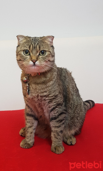 Scottish Fold, Kedi  Mia fotoğrafı