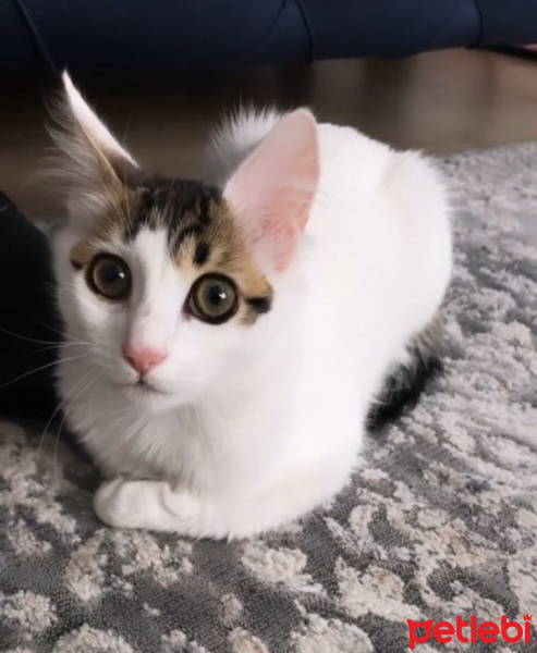 Tekir Kedi, Kedi  Cacık fotoğrafı